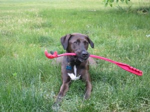 Murphy ready and waiting to play fetch with her Chuck-it.